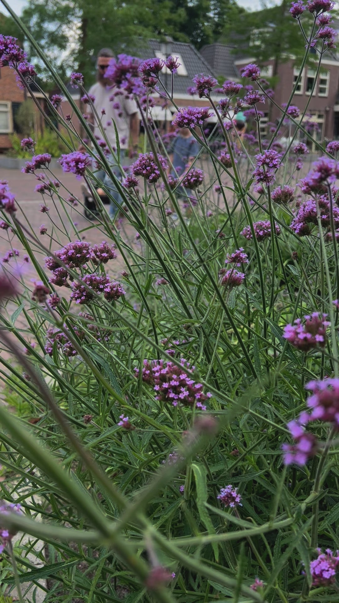 The Jiffle Wagon 6in1, The Jiffle Wagon 6in1 vankrikomplekt - lapsevanker, jalutuskäru, seisulaud, hoiukorv, järelveetav käru, kahe lapse käru, all-groups